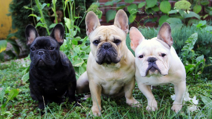 Three French Bulldogs sitting in grass