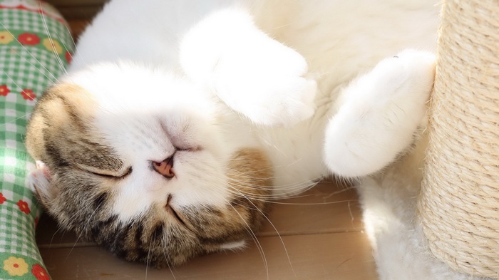 Cat sleeping on its back
