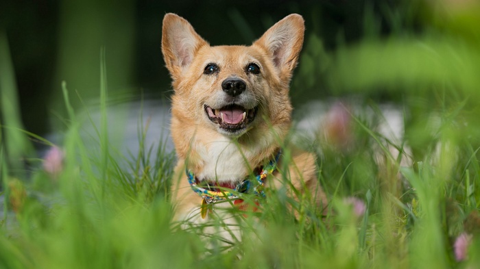 A happy corgi dog in green grass