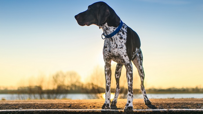 German Shorthaired Pointer dog at sunset