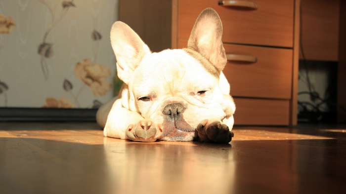 French Bulldog sleeping on the floor