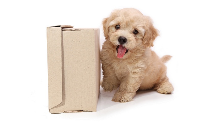 Fluffy puppy with a cardboard box