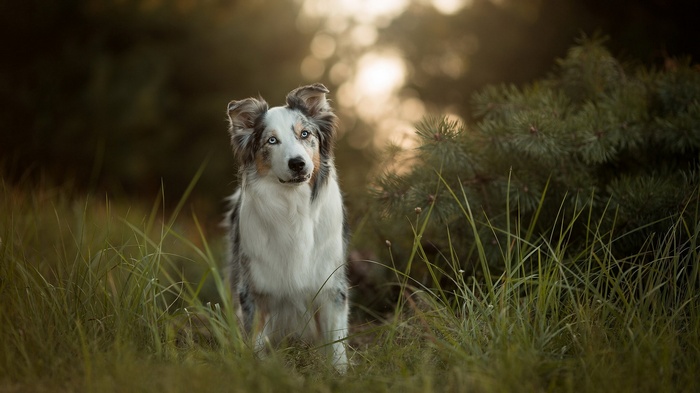 Australian Shepherd dog in tall grass