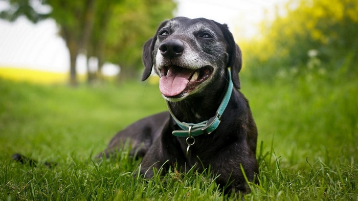 An old black dog with a teal collar lies in the grass.