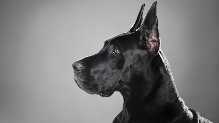 Black Great Dane dog profile portrait