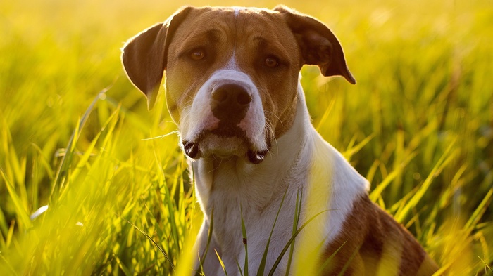 Dog sitting in tall grass during sunset