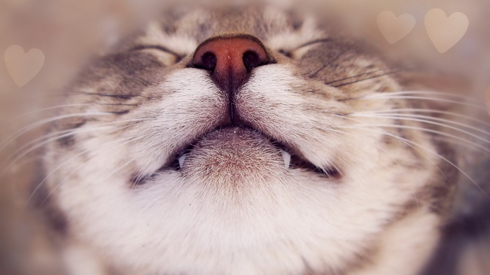 Close-up of a sleeping cat's face with hearts