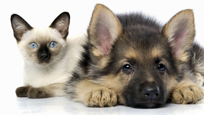 Siamese kitten and German Shepherd puppy