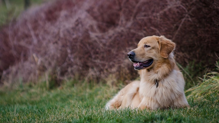 Golden Retriever dog lying on grass