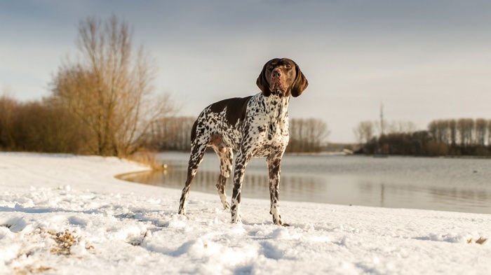 German Shorthaired Pointer in the Snow by a Lake