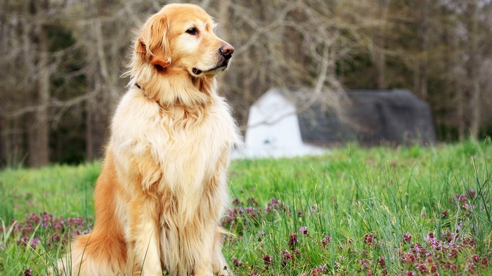 Golden Retriever dog sitting in a field