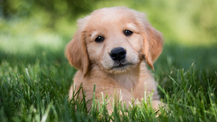 Golden Retriever puppy sitting in grass