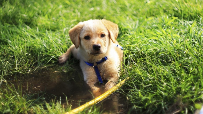 Puppy lying in a puddle of water on grass