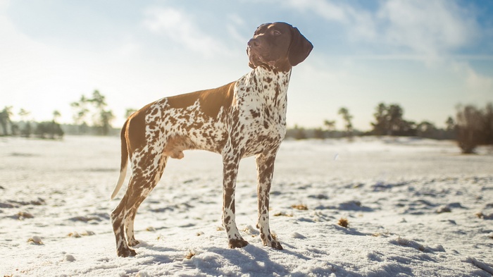 German Shorthaired Pointer standing in snow