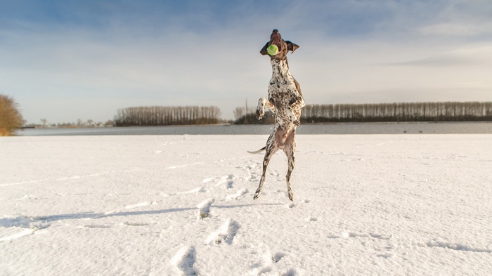 Dog jumping to catch a ball in the snow