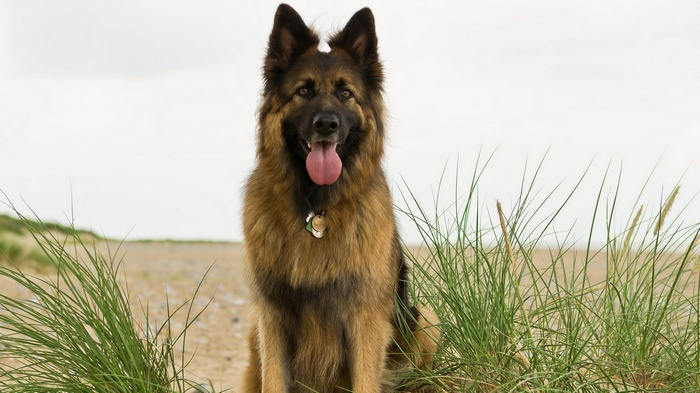 German Shepherd dog sitting on a beach