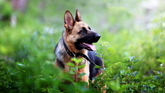 German Shepherd dog in green foliage