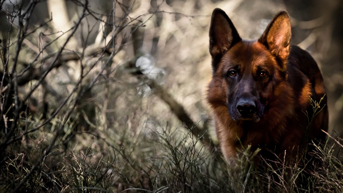 German Shepherd dog in a forest