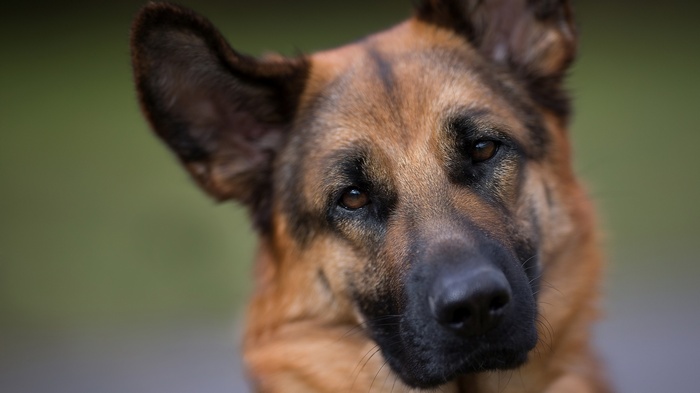 German Shepherd dog tilting its head