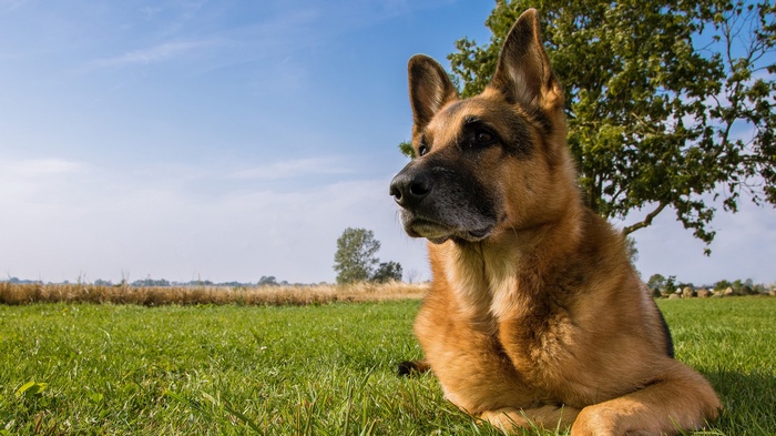 German Shepherd dog lying in a grassy field