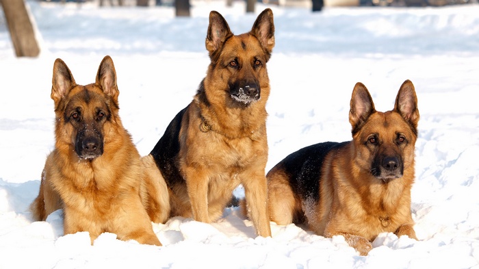 Three German Shepherds in the Snow