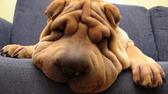 Shar-Pei dog with many wrinkles on a couch
