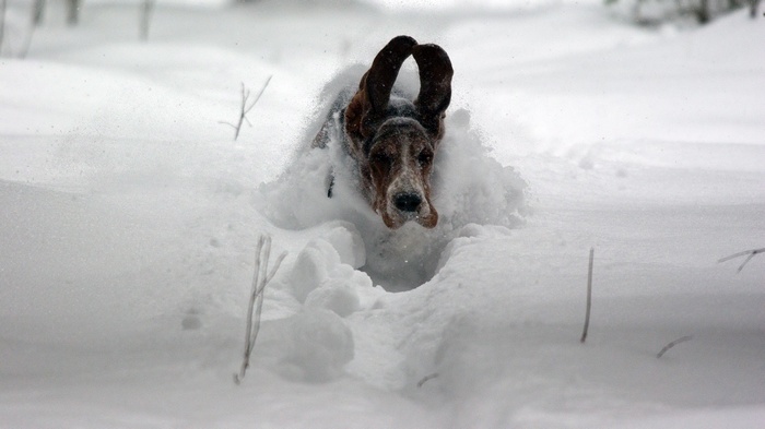 Basset Hound running through snow