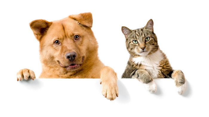 Dog and cat on a white background