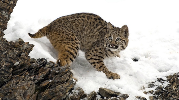 Bobcat in the snow near rocks