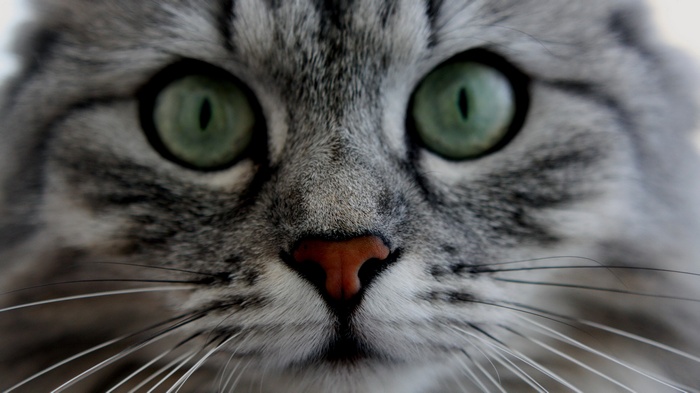 Close-up of a cat's face with green eyes