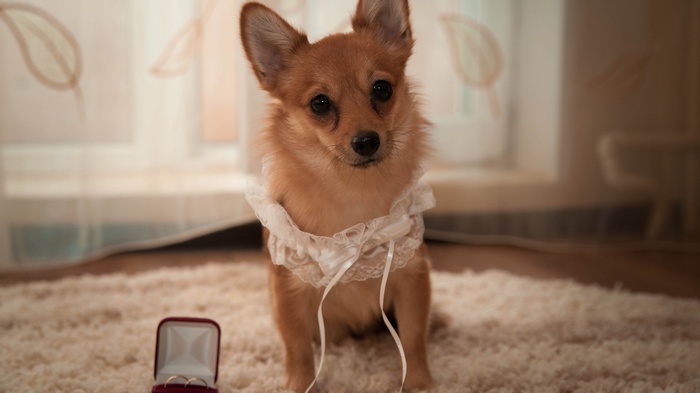 Dog with wedding rings