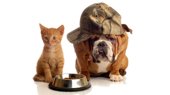 Kitten and Bulldog with a bowl of food