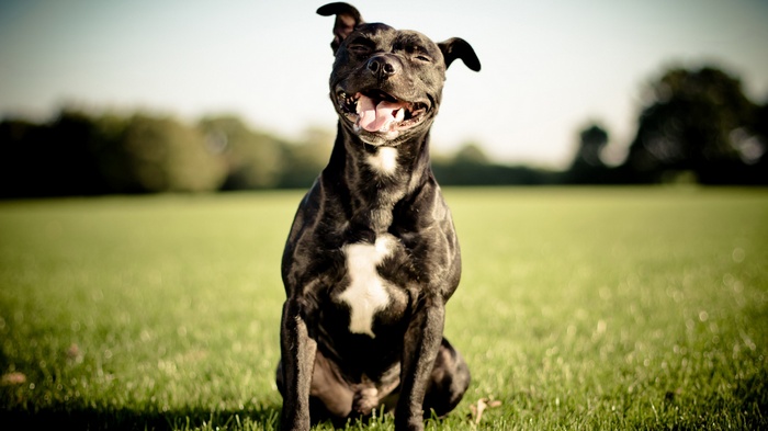 Happy black dog sitting in a grassy field