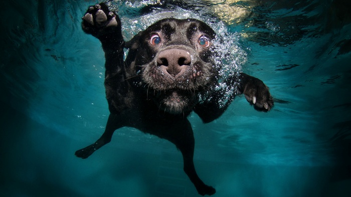 Black dog swimming underwater in a pool