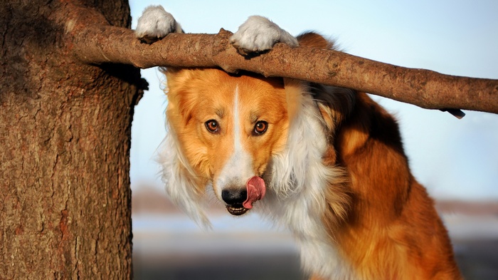 Dog hanging from a tree branch and licking its nose