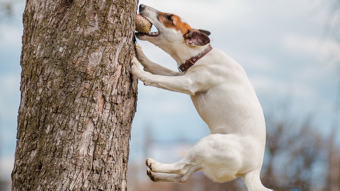 Dog biting a ball stuck in a tree