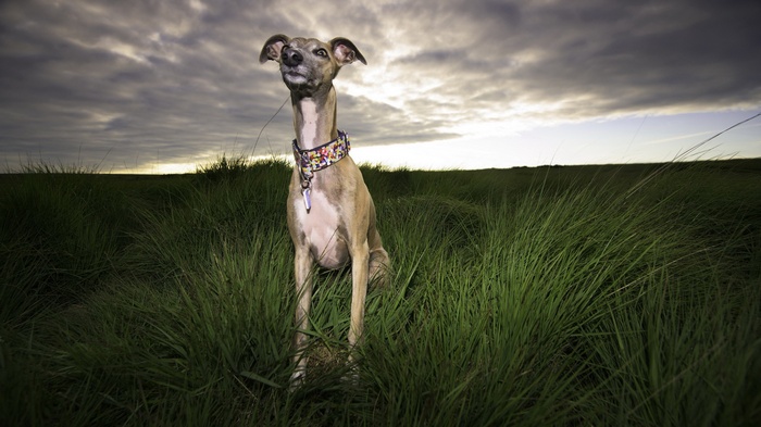 Whippet dog sitting in tall grass at sunset