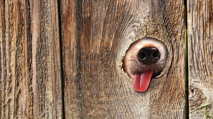 Dog's nose and tongue peeking through a wooden fence hole
