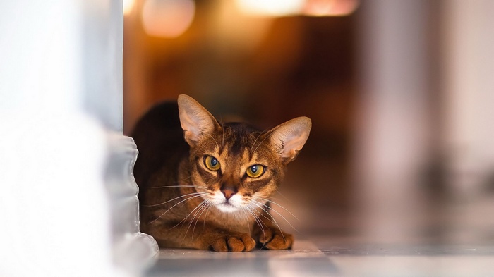 Abyssinian cat with yellow eyes looking forward