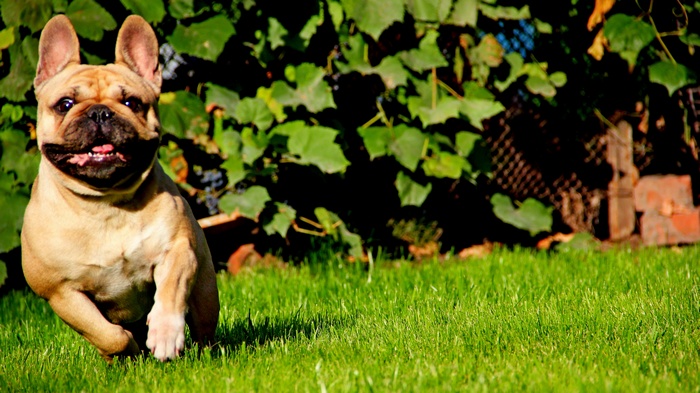 French Bulldog running on grass