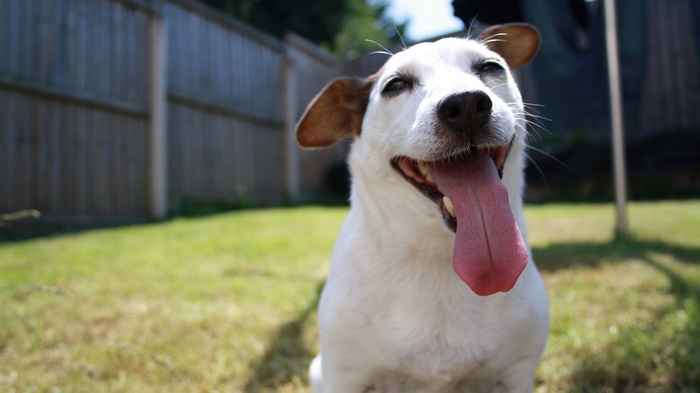 Jack Russell Terrier dog panting in a backyard