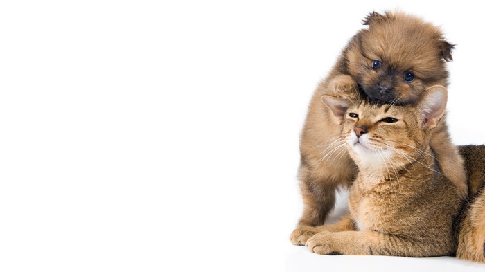 Puppy on a cat