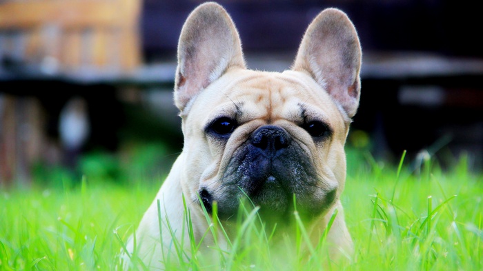 French Bulldog in green grass