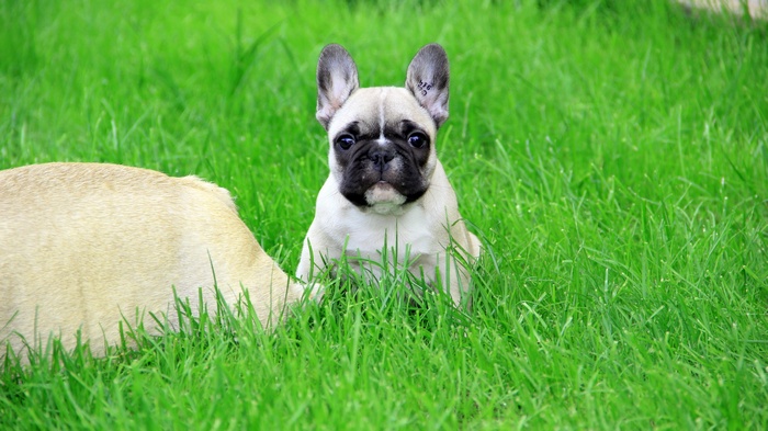French Bulldog puppy sitting in green grass