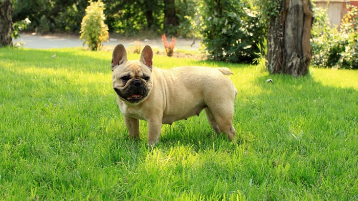 French Bulldog standing on grass