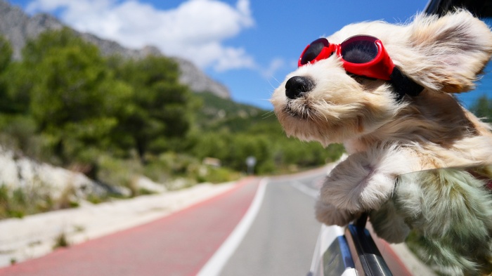 Dog wearing sunglasses in a car