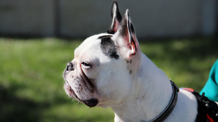 French Bulldog with black markings