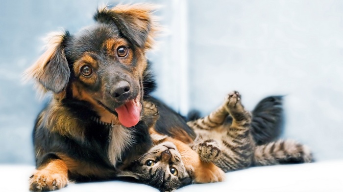 Dog and cat playing together