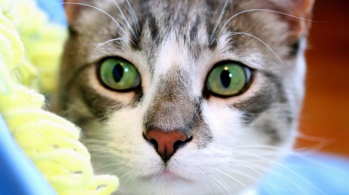 Close-up of a cat's face with green eyes