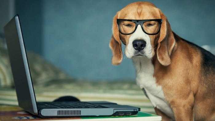 Beagle dog wearing glasses with laptop